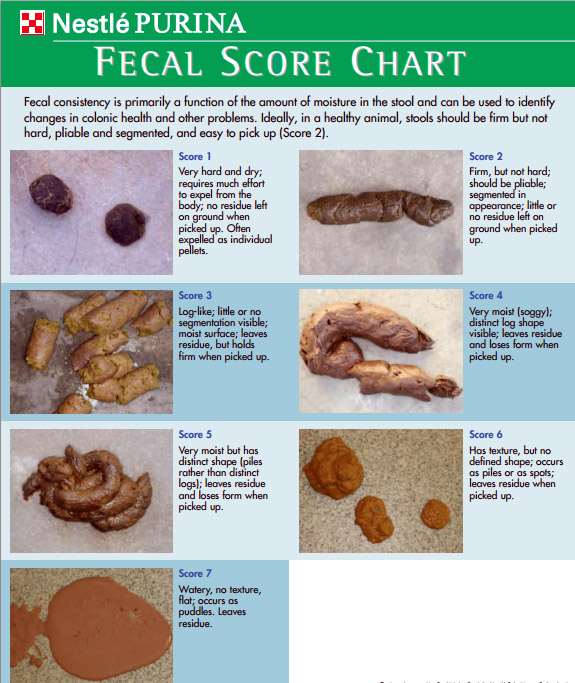 Dog Stool Color Chart